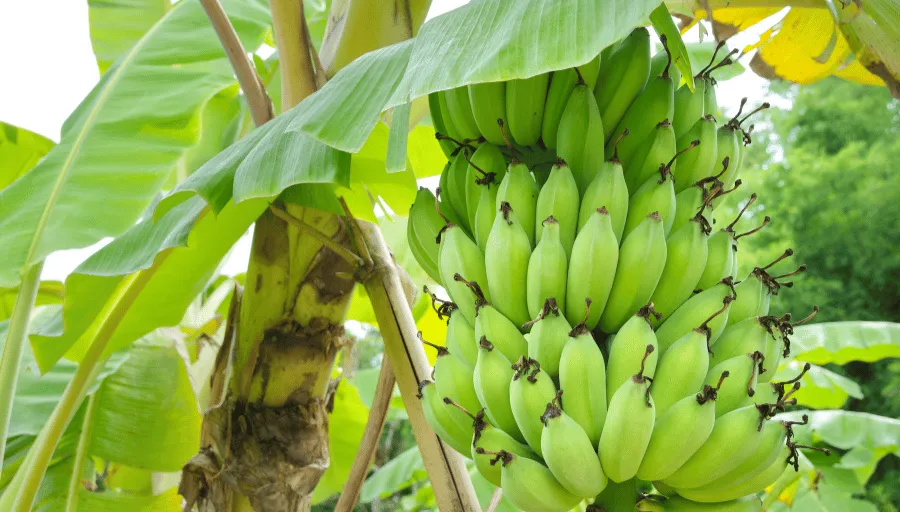 Nature Safari photo 3